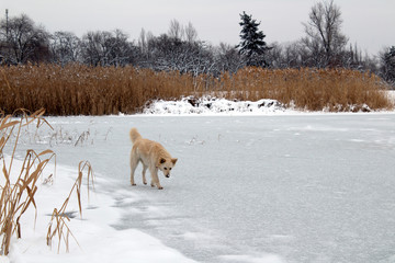 A big homeless dog stands on the ice of a winter frozen lake © PeterPike