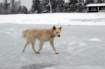 Fototapeta na wymiar A big homeless dog stands on the ice of a winter frozen lake