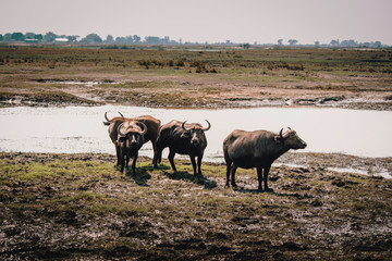 Gruppe Afrikanischer Büffel (Syncerus) in den Chobe Flood Plains, Chobe National Park, Botswana