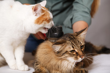 Tabby cat lays and enjoys combing and the other cat is watching him. The concept of pet care