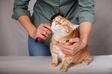 Woman combing a red striped cat. Red cat relaxes when brushing. The concept of pet care