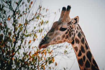 Portrait einer durch die Baumwipfel schauenden Giraffe, Chobe Flood Plains, Botswana