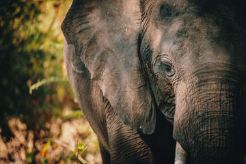 Close up eines Afrikanischen Elefanten (Loxodonta africana), Chobe flood plains, Botswana,