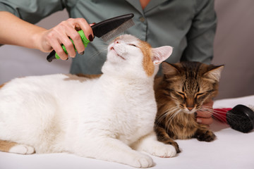 White cat lies and enjoys combing, and the striped cat is waiting for him next. The concept of pet...