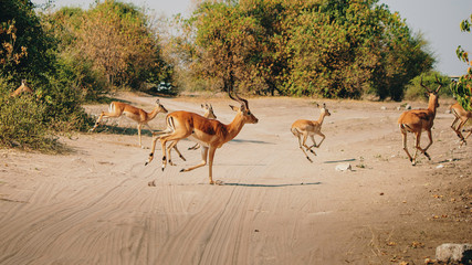 Impala Antilopen überqueren eine Straße, Chobe Flood Plains, Botswana