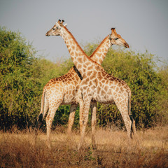 Zwei Giraffen mit gekreuzten Hälsen, Chobe Flood Plains, Botswana