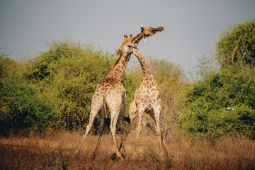Zwei kämpfende Giraffen mit gekreuzten Hälsen, Chobe Flood Plains, Botswana