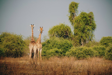 Zwei Giraffen eng nebeneinander stehend, Chobe Flood Plains, Botswana
