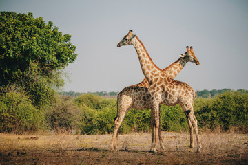 Naklejka na ściany i meble Zwei Giraffen mit gekreuzten Hälsen, Chobe Flood Plains, Botswana
