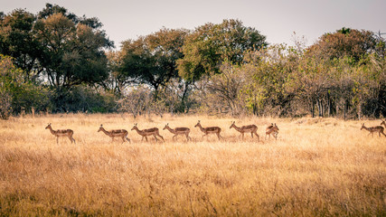 Eine Gruppe Impalas läuft hintereinander durchs Grasland, Khwai North Gate, Moremi National Park, Okavango Delta, Botswana