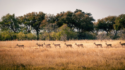 Eine Gruppe Impalas läuft hintereinander durchs Grasland, Khwai North Gate, Moremi National Park,...