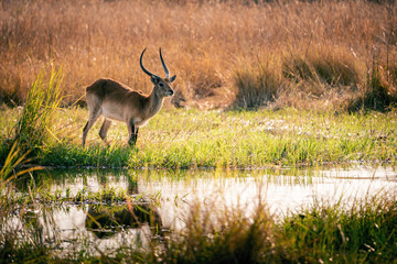 Einzelne Letschwe Antilope (Kobus leche) am Wasser im Überschwemmungsgebiet in der Abendsonne, Moremi National Park, Okavango Delta, Botswana