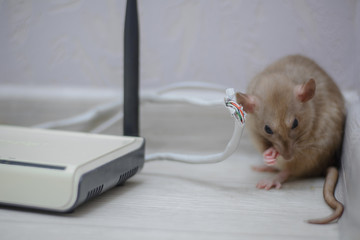 damaged wires from internet connection. The rat gnawed through the twisted pair and connector from...