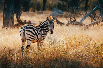 Einzelnes Zebra in einem lichten Wald im Moremi National Park bei Sonnenuntergang, Okavango Delta, Botswana