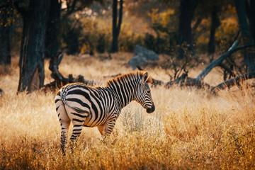 Einzelnes Zebra in einem lichten Wald im Moremi National Park bei Sonnenuntergang, Okavango Delta, Botswana