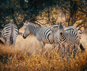Fototapeta na wymiar Zebras in einem lichten Wald im Moremi National Park bei Sonnenuntergang, Okavango Delta, Botswana
