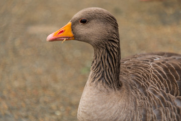 Canadian goose at Slimbridge