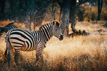 Einzelnes Zebra in einem lichten Wald im Moremi National Park bei Sonnenuntergang, Okavango Delta, Botswana