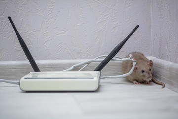damaged wires from internet connection. The rat gnawed through the twisted pair and connector from...