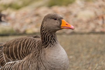 Head of Canadian goose at Slimbridge