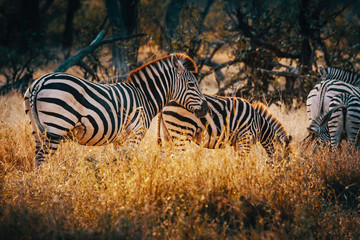 Fototapeta na wymiar Zebras in einem lichten Wald im Moremi National Park bei Sonnenuntergang, Okavango Delta, Botswana