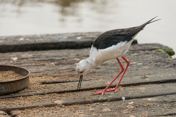 Feeding wading bird with long beak and legs Slimbridge 