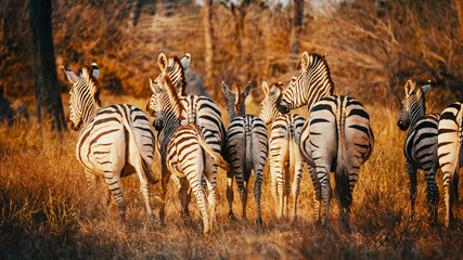 Rückansicht von einer Gruppe Zebras in einem lichten Wald im Moremi National Park bei...