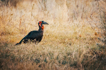 Südlicher Hornrabe im Gras bei Sonnenuntergang, Moremi National Park, Okavango Delta, Botswana