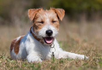 Happy jack russell pet dog puppy smiling in the grass
