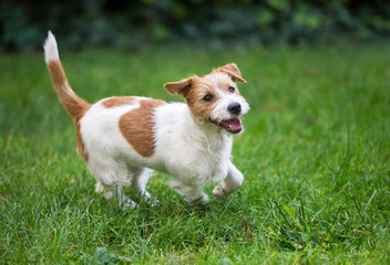Happy funny jack russell pet dog puppy playing in the grass