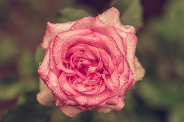 beautiful pink flowers in the garden with spring bokeh background