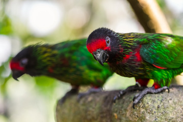Beautiful bird in Bali Island Indonesia