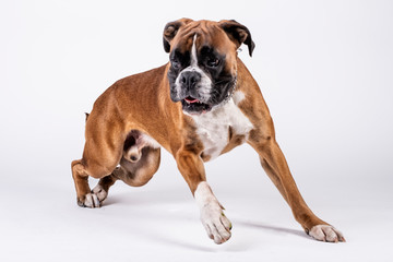 boxer dog getting up