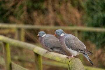 Two pidgins perched on a fence