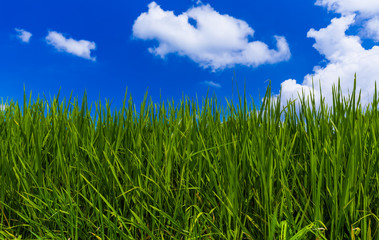 Obraz premium Grass and cloudy sky