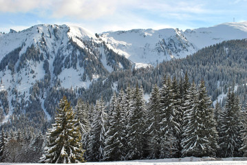 Winter forest in the Alps in France