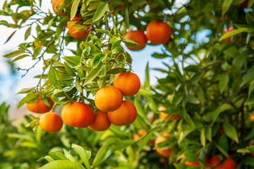 Mogna clementiner på träd