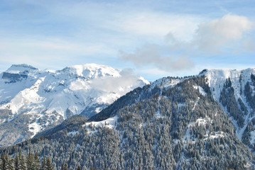 Winter forest in the Alps in France