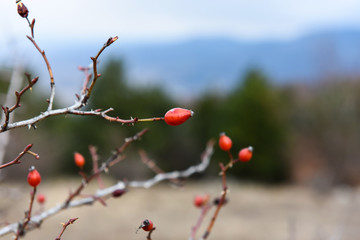 Rosehip in the serbian winter