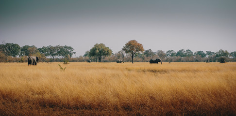 Elefanten im Grasland des Moremi National Park, Okavango Delta, Botswana