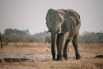 Großer Elefant in der Savanne in der Nähe von Savuti, Chobe National Park, Botswana 