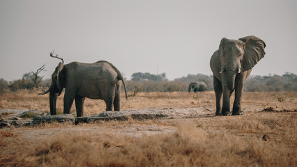 Elefanten in der Savanne in der Nähe von Savuti, Chobe National Park, Botswana 
