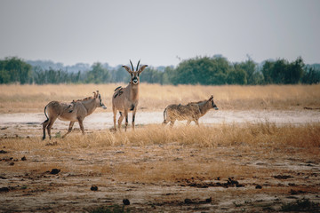 Pferdeantilopen im Grasland des Chobe National Parks in der Nähe von Savuti, Botswana