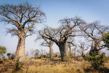 Fototapeta na wymiar Gruppe großer Baobab-Bäume auf einem Hügel in der Nähe von Savuti, Chobe National Park, Botswana
