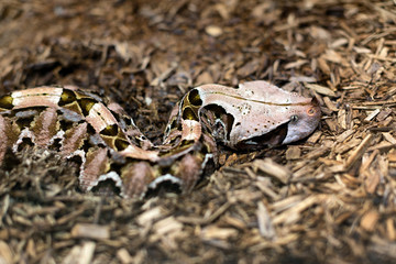 Close up of a Gaboon Viper