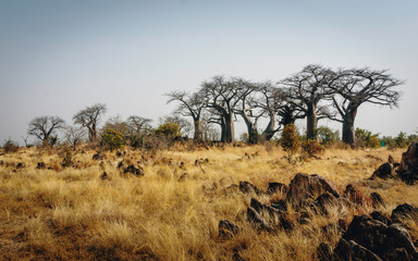 Gruppe großer Baobab-Bäume auf einem Hügel in der Nähe von Savuti, Chobe National Park, Botswana