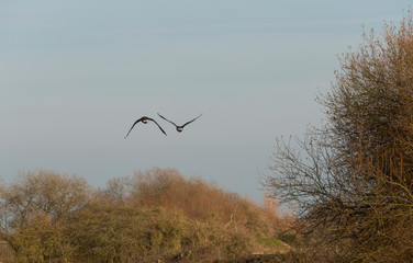 Two geese flying over trees Slimbridge