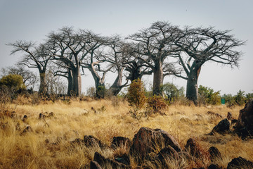 Gruppe großer Baobab-Bäume auf einem Hügel in der Nähe von Savuti, Chobe National Park, Botswana