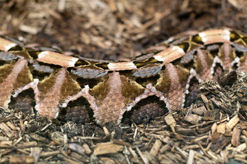 Close up of a Gaboon Viper