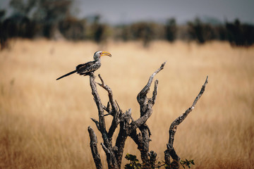 Südlicher gelbschnabeltoko auf einem Baum in der Savanne, Chobe National Park, Botswana